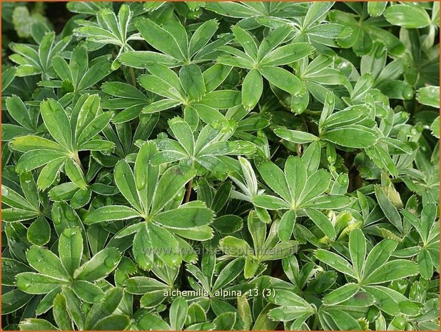 Alchemilla alpina | Vrouwenmantel