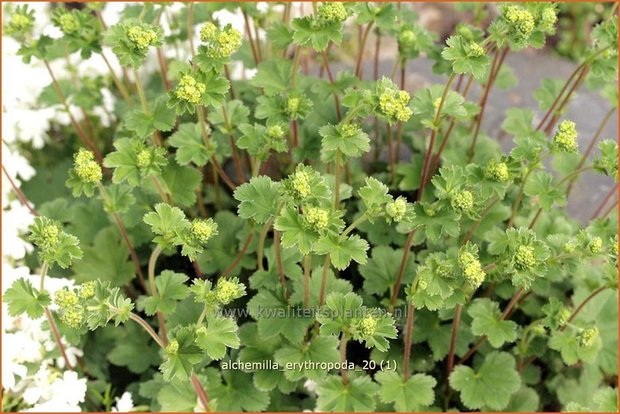 Alchemilla erythropoda | Vrouwenmantel