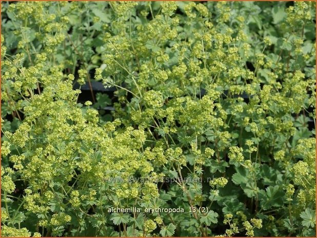 Alchemilla erythropoda | Vrouwenmantel