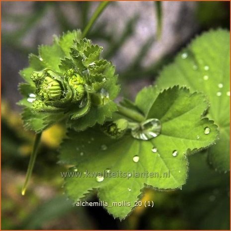 Alchemilla mollis | Vrouwenmantel