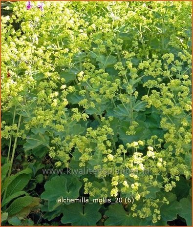 Alchemilla mollis | Vrouwenmantel