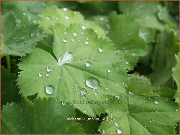 Alchemilla mollis | Vrouwenmantel