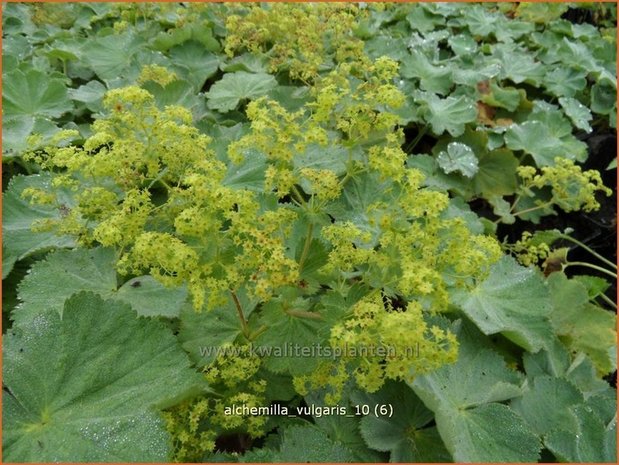 Alchemilla vulgaris | Vrouwenmantel