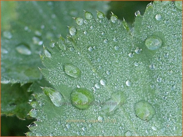 Alchemilla vulgaris | Vrouwenmantel