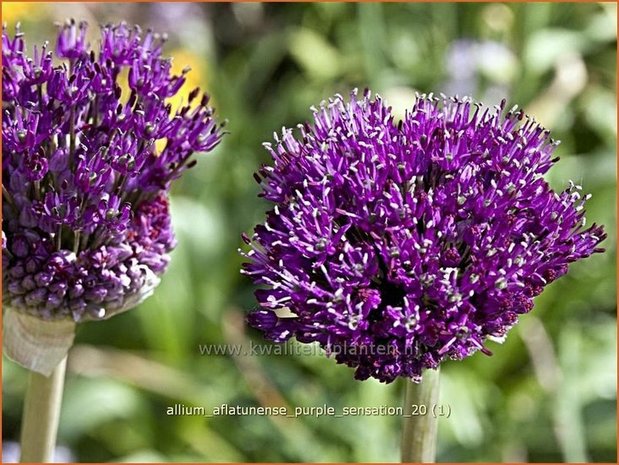 Allium aflatunense 'Purple Sensation' | Sierui, Look