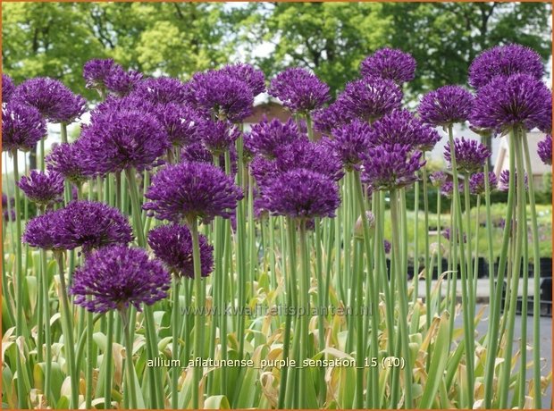 Allium aflatunense 'Purple Sensation' | Sierui, Look