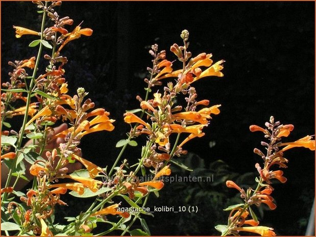 Agastache 'Kolibri' | Dropplant, Anijsnetel