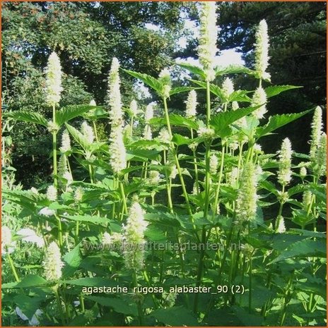 Agastache rugosa 'Alabaster' | Dropplant, Anijsnetel