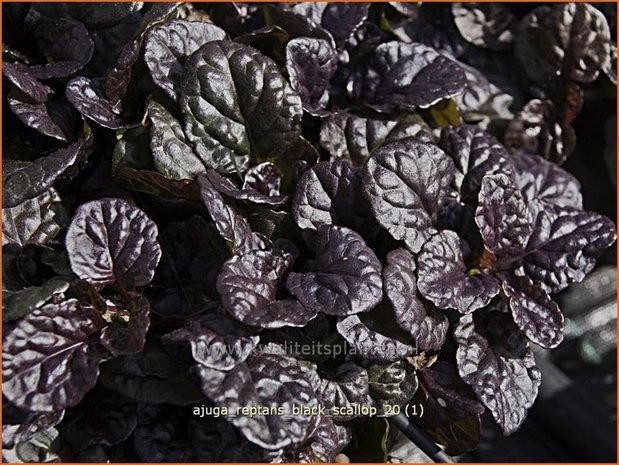 Ajuga reptans 'Black Scallop' | Zenegroen