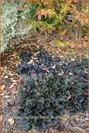 Ajuga reptans 'Black Scallop' | Zenegroen