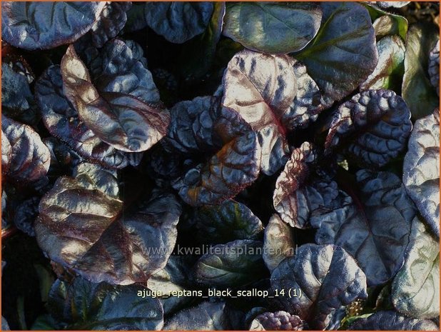 Ajuga reptans 'Black Scallop' | Zenegroen