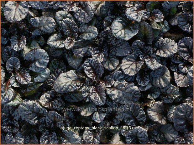 Ajuga reptans 'Black Scallop' | Zenegroen