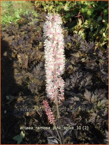 Actaea ramosa 'Pink Spike' | Zilverkaars, Christoffelkruid