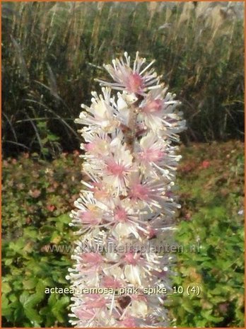 Actaea ramosa 'Pink Spike' | Zilverkaars, Christoffelkruid