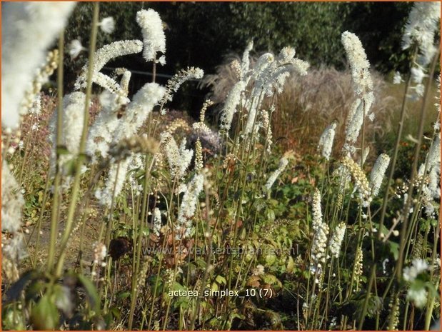 Actaea simplex | Zilverkaars, Oktoberkaars, Christoffelkruid | Oktober-Silberkerze