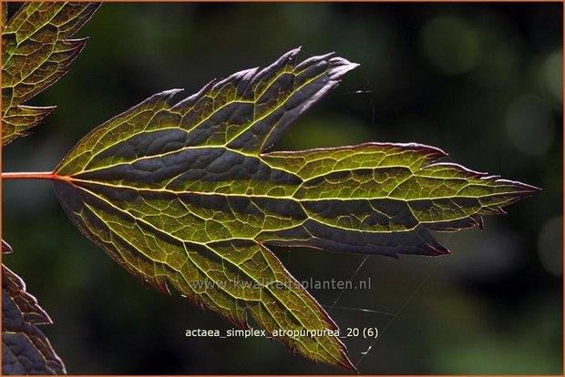 Actaea simplex 'Atropurpurea' | Zilverkaars, Christoffelkruid