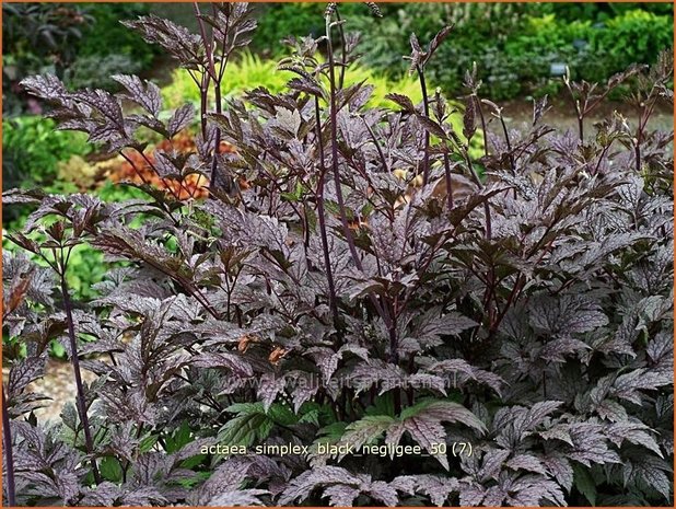 Actaea simplex 'Black Negligee' | Zilverkaars, Christoffelkruid