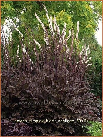 Actaea simplex 'Black Negligee' | Zilverkaars, Christoffelkruid