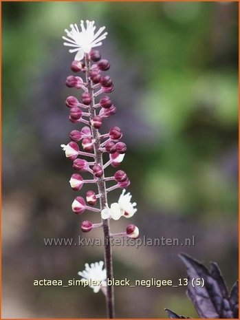 Actaea simplex 'Black Negligee' | Zilverkaars, Christoffelkruid