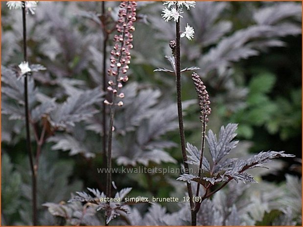 Actaea simplex 'Brunette' | Zilverkaars, Christoffelkruid