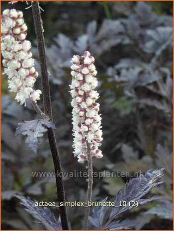 Actaea simplex 'Brunette' | Zilverkaars, Christoffelkruid