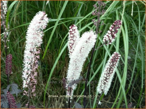 Actaea simplex 'Brunette' | Zilverkaars, Oktoberkaars, Christoffelkruid