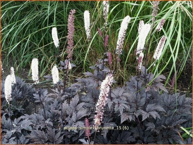 Actaea simplex 'Brunette' | Zilverkaars, Oktoberkaars, Christoffelkruid