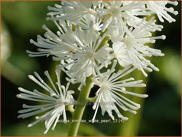 Actaea simplex 'White Pearl' | Zilverkaars, Christoffelkruid