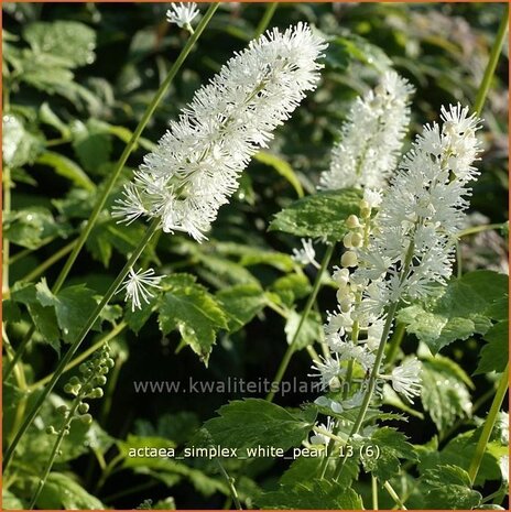 Actaea simplex 'White Pearl' | Zilverkaars, Christoffelkruid