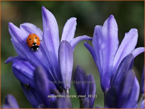 Agapanthus 'Purple Cloud' | Kaapse lelie, Afrikaanse lelie, Liefdesbloem