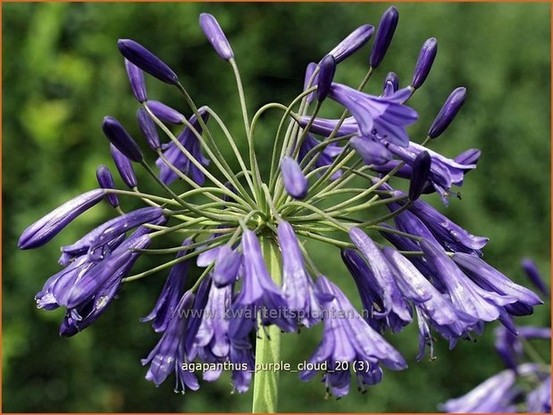 Agapanthus 'Purple Cloud' | Kaapse lelie, Afrikaanse lelie, Liefdesbloem