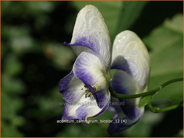Aconitum cammarum &#39;Bicolor&#39; | Monnikskap | Eisenhut