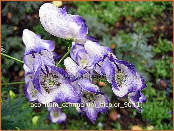 Aconitum cammarum 'Bicolor' | Monnikskap | Eisenhut