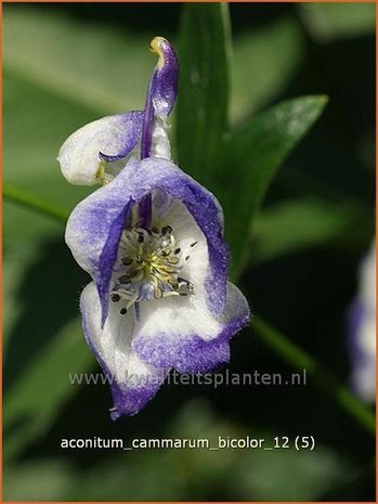 Aconitum cammarum 'Bicolor' | Monnikskap | Eisenhut