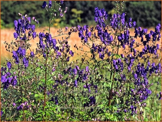 Aconitum henryi 'Spark' | Monnikskap