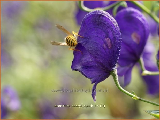 Aconitum henryi 'Spark' | Monnikskap