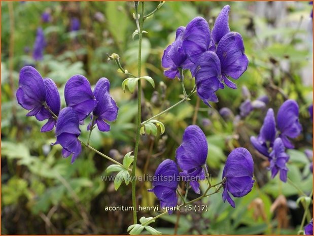Aconitum henryi 'Spark' | Monnikskap