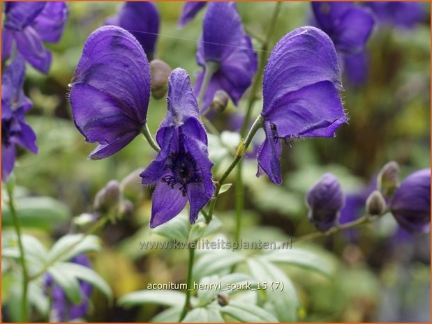 Aconitum henryi 'Spark' | Monnikskap