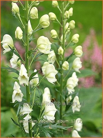 Aconitum napellus 'Album' | Monnikskap | Gewöhnlicher Eisenhut