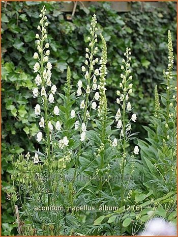 Aconitum napellus 'Album' | Monnikskap | Gewöhnlicher Eisenhut