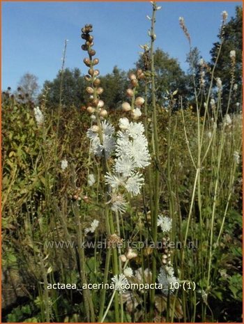 Actaea acerina 'Compacta' | Zilverkaars, Christoffelkruid