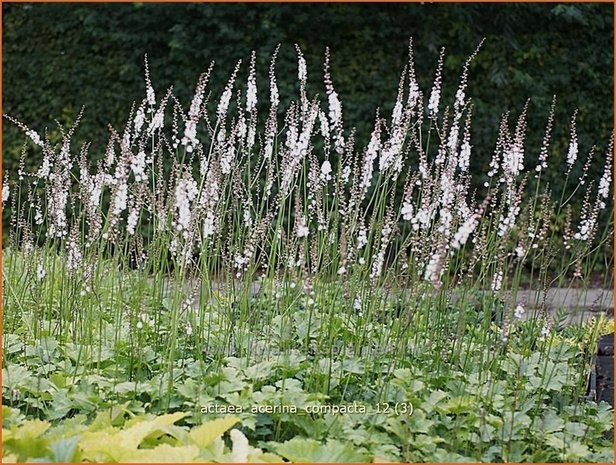 Actaea acerina 'Compacta' | Zilverkaars, Christoffelkruid