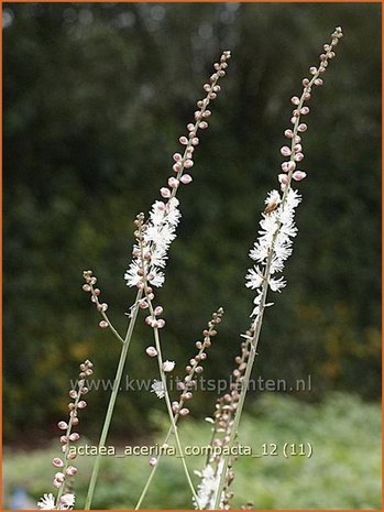 Actaea acerina 'Compacta' | Zilverkaars, Christoffelkruid