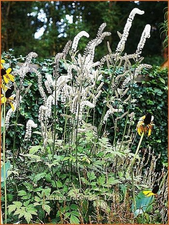 Actaea racemosa | Zilverkaars, Christoffelkruid