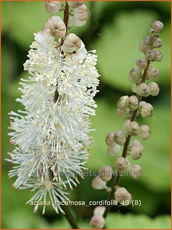Actaea racemosa cordifolia | Zilverkaars, Christoffelkruid