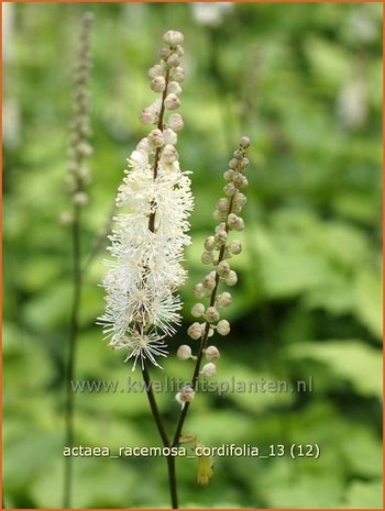 Actaea racemosa cordifolia | Zilverkaars, Christoffelkruid