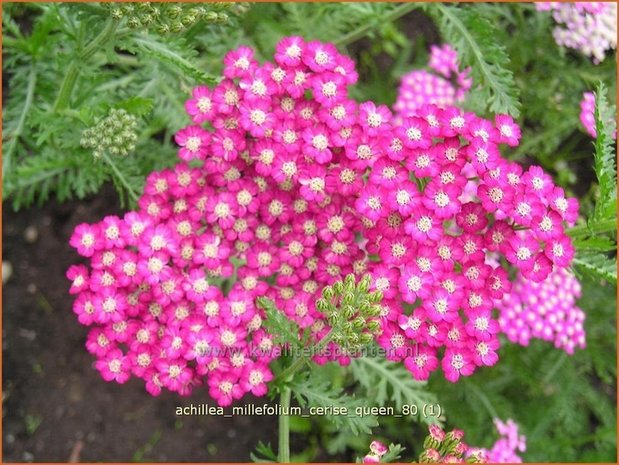 Achillea millefolium 'Cerise Queen' | Duizendblad