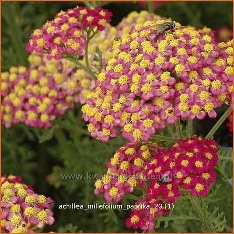 Achillea millefolium 'Paprika' | Duizendblad