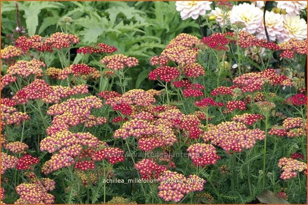 Achillea millefolium 'Paprika' | Duizendblad