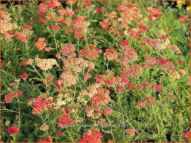 Achillea millefolium 'Paprika' | Duizendblad